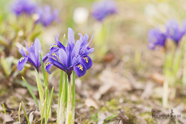 blue Iris reticulata - Whats in bloom in April?