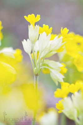yellow cowslip Primula veris 'Cabrillo'