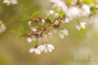 cherry blossom Prunus incisa 'Kojo-no-mai'