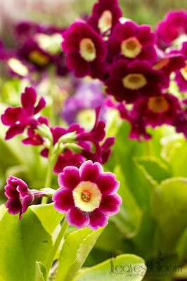this is an image of wine coloured Primula auricula