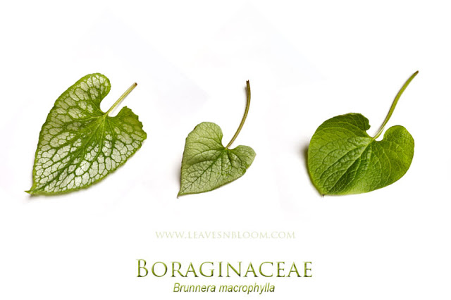 Brunnera macrophylla | Siberian bugloss foliage leaves