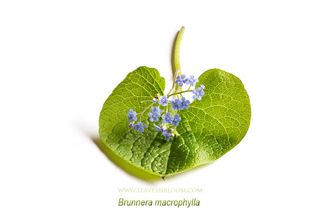 Brunnera macrophylla