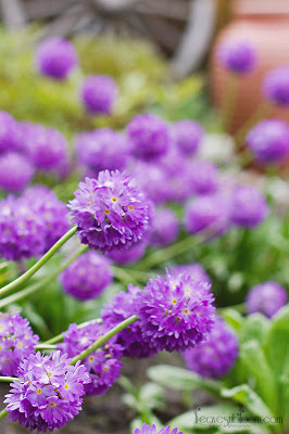 this is an image of purple drumstick primula's - Primula denticulata