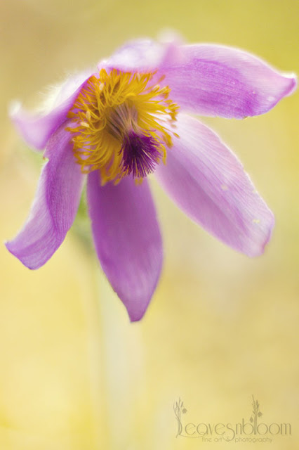purple pulsatilla vulgaris | Pasque flower