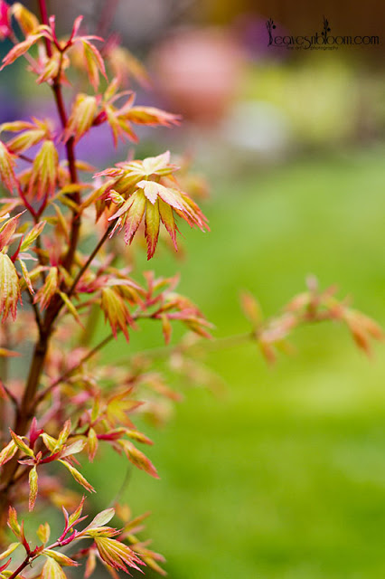 Interesting Foliage Plants - Japanese maple Acer palmatum 'Orange Dream'