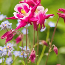 this is an image of deep pink Aquilegia flowers