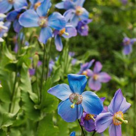 how to grow meconopsis plants - blue poppies
