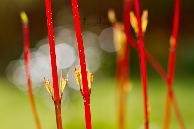 red stems from Cornus alba 'Baton Rouge' 