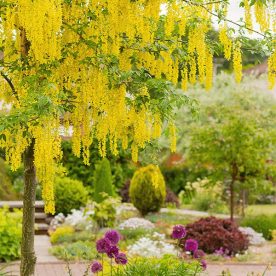 what's in flower in June - yellow laburnum tree