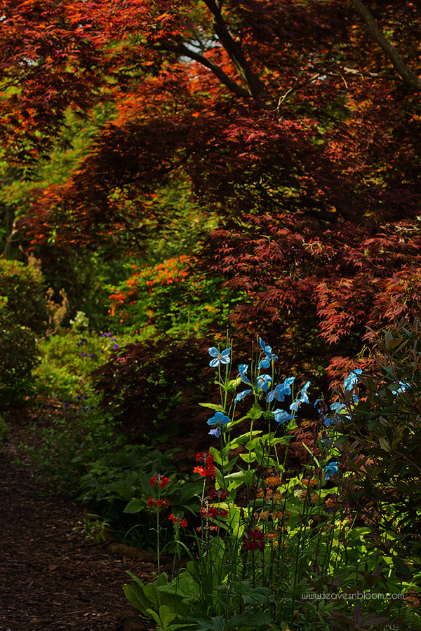 blue Meconopsis poppies growing alongside Acers and Primulas