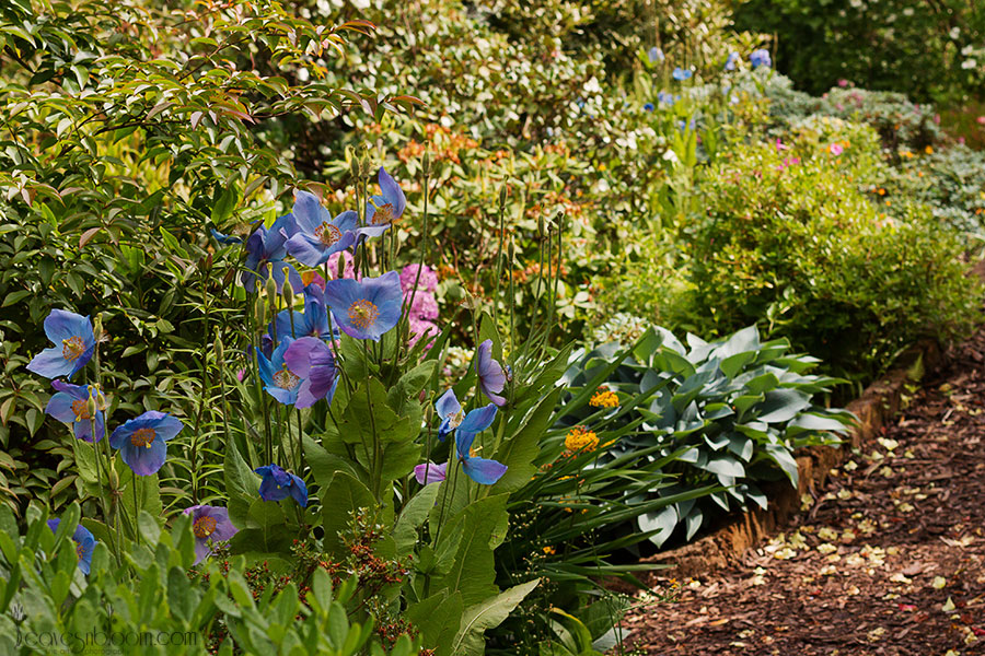 meconopsis blue poppies growing at Branklyn Garden Perth, Scotland in June