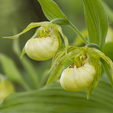 this is an image of a Cypripedium orchid - Cypripedium fasciolatum orchid with cream yellow flowers