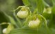 this is an image of a Cypripedium orchid - Cypripedium fasciolatum orchid with cream yellow flowers