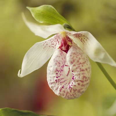 Cypripedium formosanum, a hardy woodland orchid with pleated leaves and a white and pink pouch.
