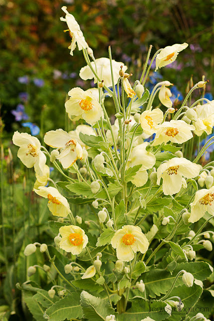 yellow Meconopsis poppies Meconopsis napaulensis (ofhort)