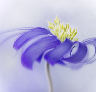 this is an image of A lovely fresh blue anemone blanda flower with the hint of a fine art texture.