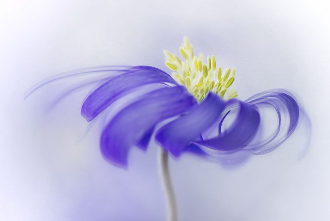 this is an image of A lovely fresh blue anemone blanda flower with the hint of a fine art texture.