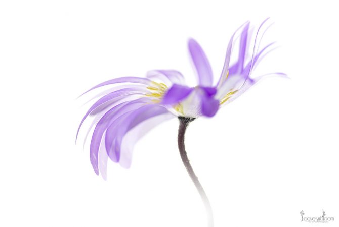 anemone blanda blue shades