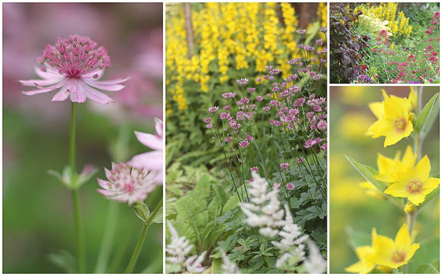 pink astrantia, yellow loosestrife and white astillbe flowers