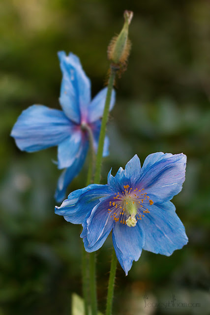 meconopsis blue poppies