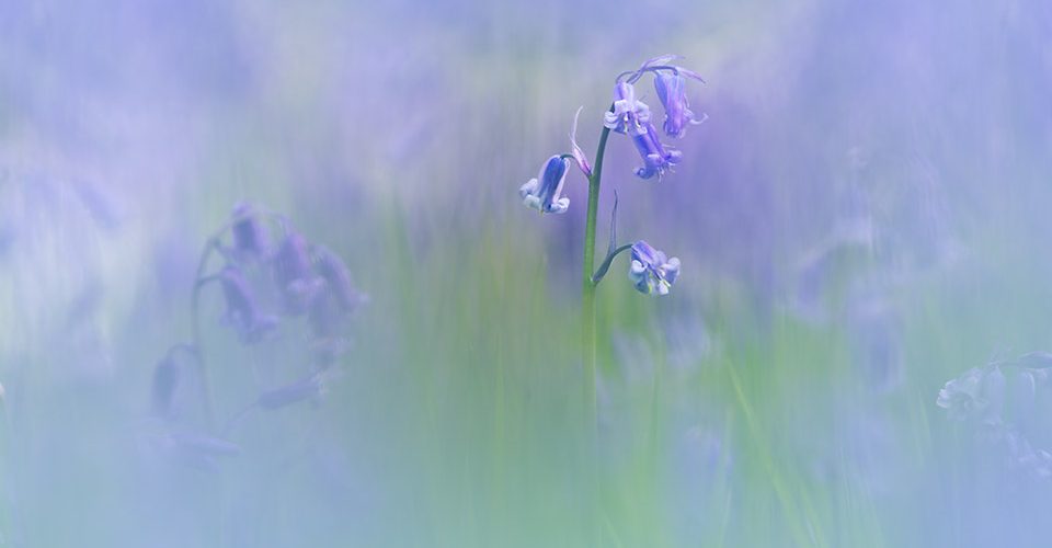 this is an image of bluebells emerging from a sea of bluebells