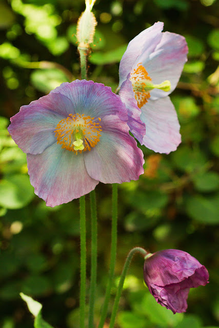 A new meconopsis flower opening with deep violet coloured petals