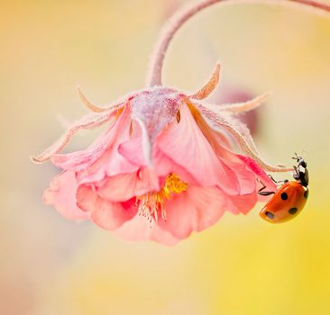 ladybird on geum flower