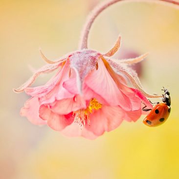 ladybird on geum flower