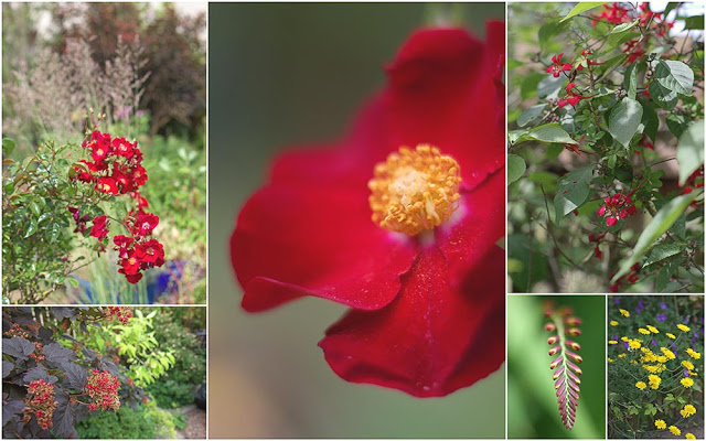 tale of two summers - hot red colours with black foliage