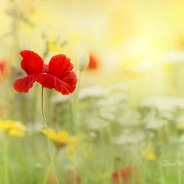 a single red corn poppy in a wildflower meadow