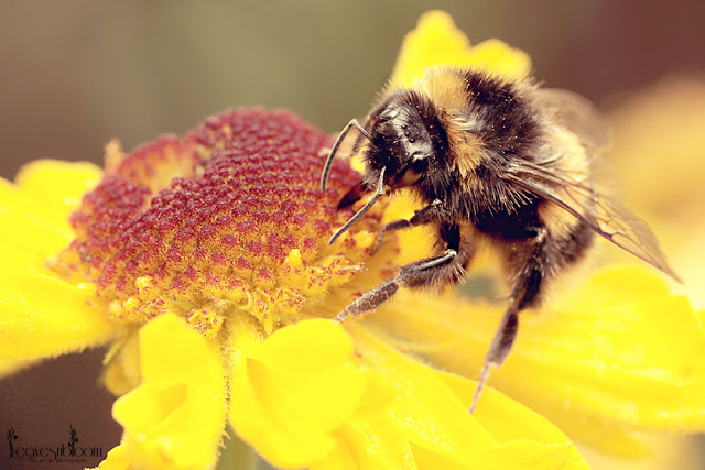 A bumblebee feeding from Helenium 'Pipsqueak' flower at the nectar bar 