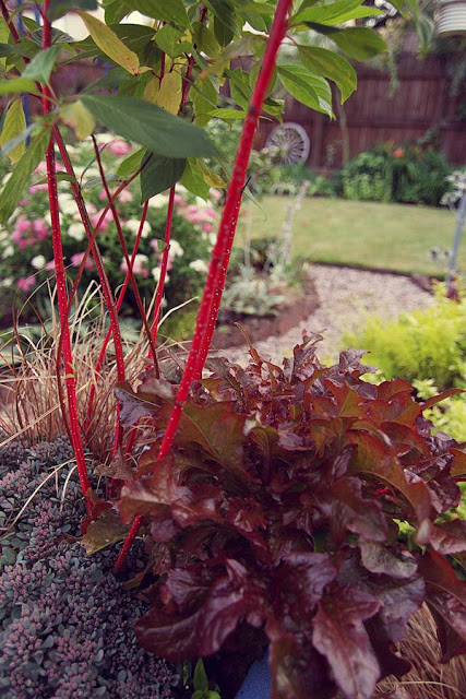 beyond garden gate - Lettuce 'Lollo Rosso' used as a foliage plant