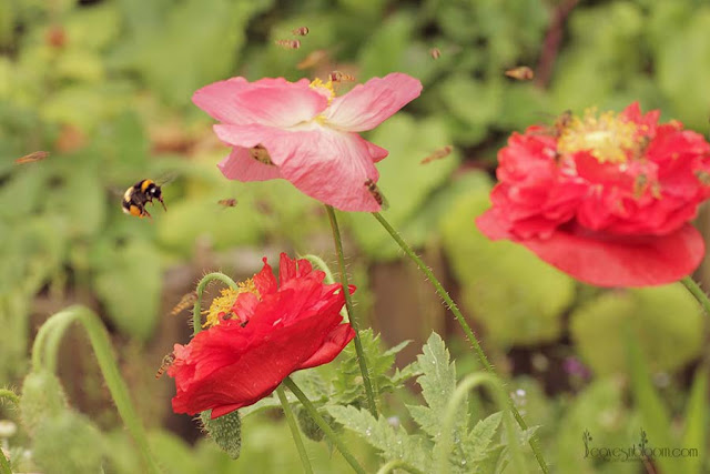 poppies are a great nectar bar - august gardening
