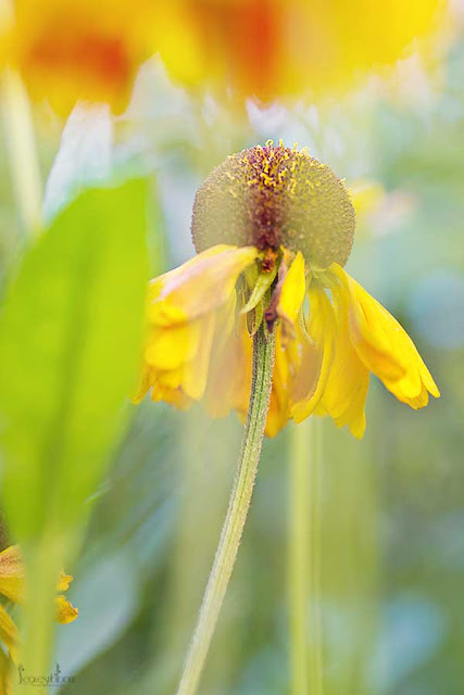yellow late summer flowering Helenium 'Wyndley'