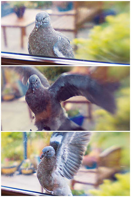 Pigeon fledgling learning to fly