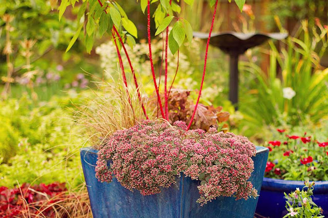 red sedum and red stemmed cornus in a container in the September garden