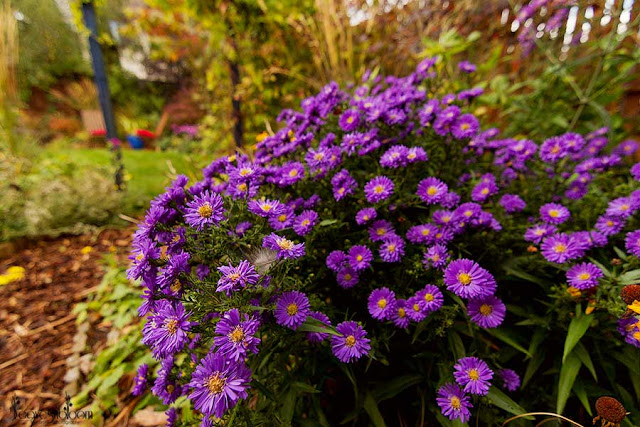 Purple autumn flowers Aster x frikartii 'Monch' 