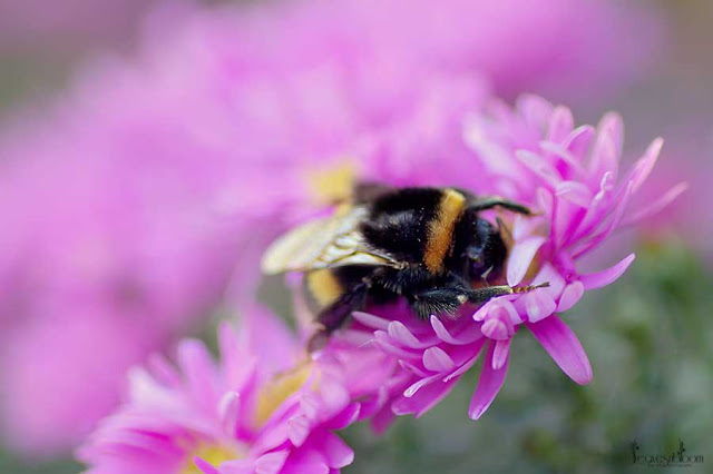 solitary bee feeding from pink autumn aster