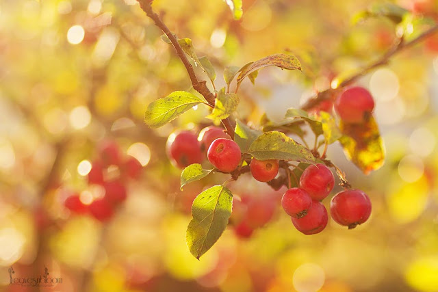 clusters of red crab apple fruits in October