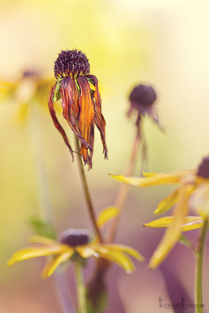 this is an image of a fading rudbeckia flower in November