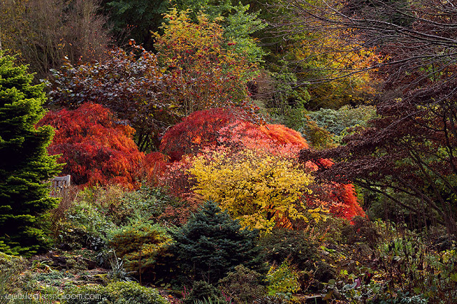 Branklyn Garden autumn foliage, National Trust Scotland