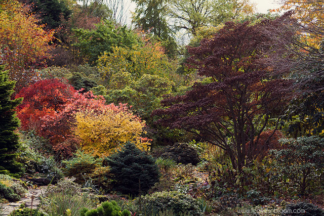branklyn garden autumn colour