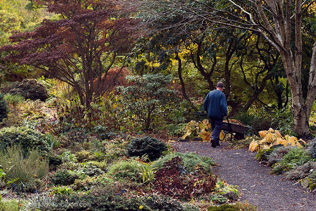 autumn clearing up at Branklyn Garden