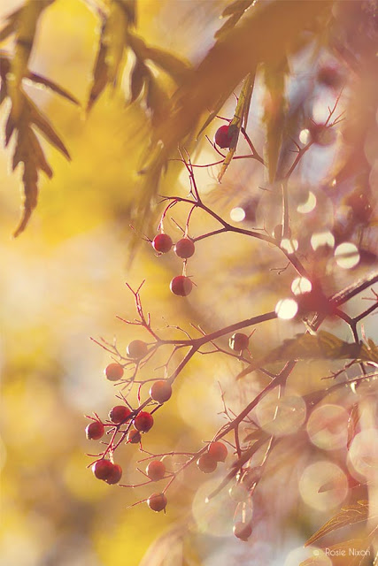 this is an image of sambucus black lace berries in november