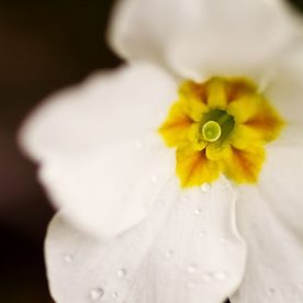 white winter flowering Primula Gigha