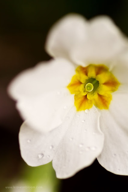 a macro of the pure white flowers from Primula Gigha