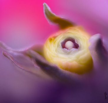 this is a lensbaby image of a ranunculus yellow bud