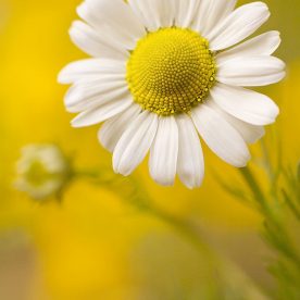 this is an image of a wildflower daisy in summer
