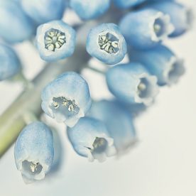 Muscari 'Valerie Finnis' blue macro close up flowers