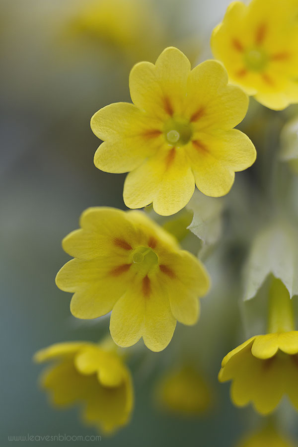 Cowslip Primula veris 'Cabrillo' yellow